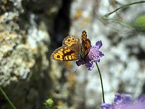 Wall Butterfly